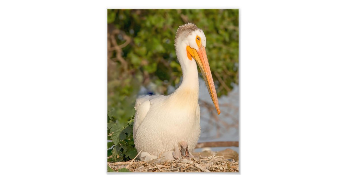 White Pelican with Baby Photography Print | Zazzle