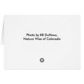 White Pelicans in Flight Cards (Back Horizontal)
