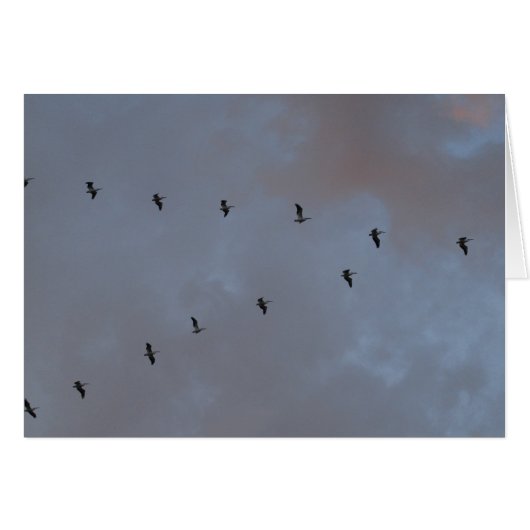 White Pelicans in Flight Cards (Front Horizontal)