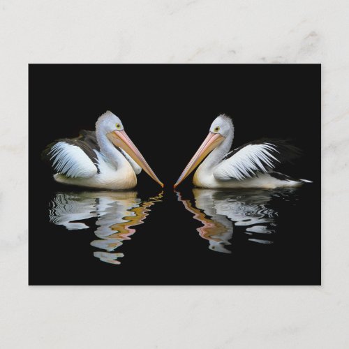 White Pelicans of Australia Postcard