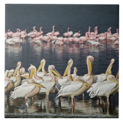 White Pelicans Pelecanus onocrotalus Lake Ceramic Tile