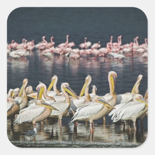 White Pelicans Pelecanus onocrotalus Lake Square Sticker