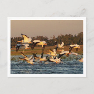 White Pelicans Postcard
