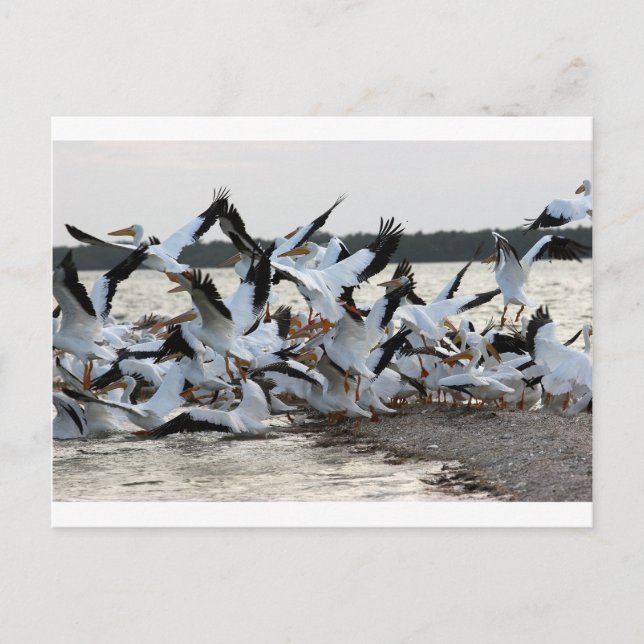 White Pelicans Postcard (Front)