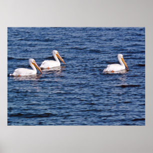 White pelicans Poster