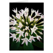 White Pentas (Front)