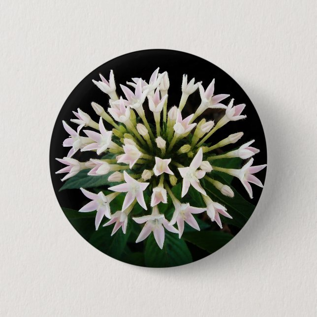 White Pentas Button (Front)