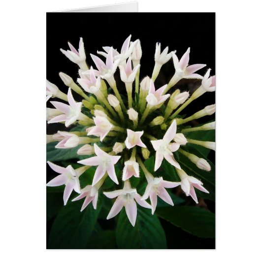 White Pentas Cards (Front)