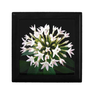White Pentas Gift Box