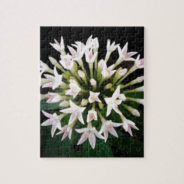 White Pentas Jigsaw Puzzle (Vertical)