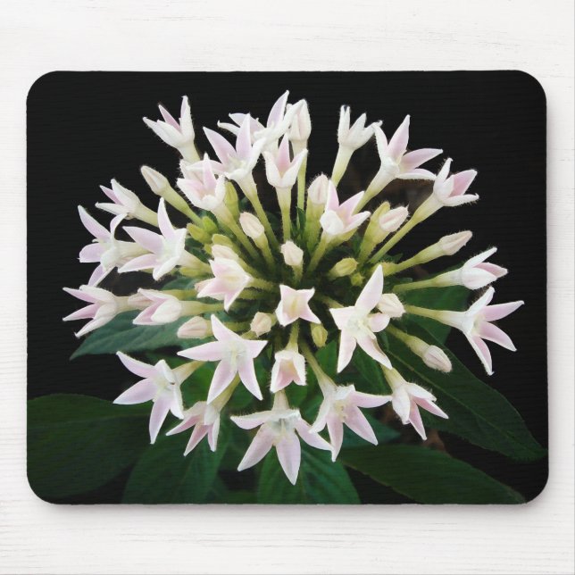 White Pentas Mouse Pad (Front)
