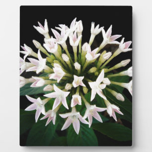White Pentas Plaque