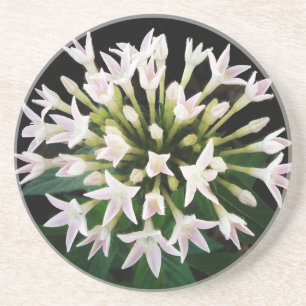 White Pentas Sandstone Coaster