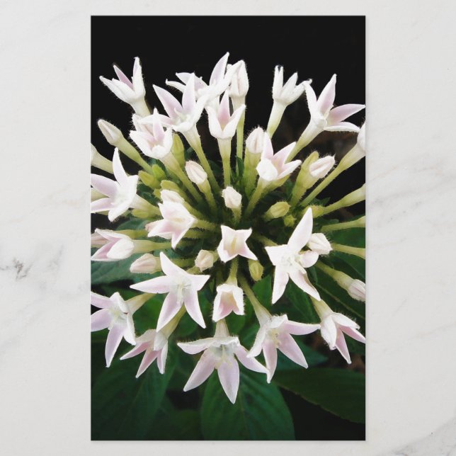 White Pentas Stationery (Front)