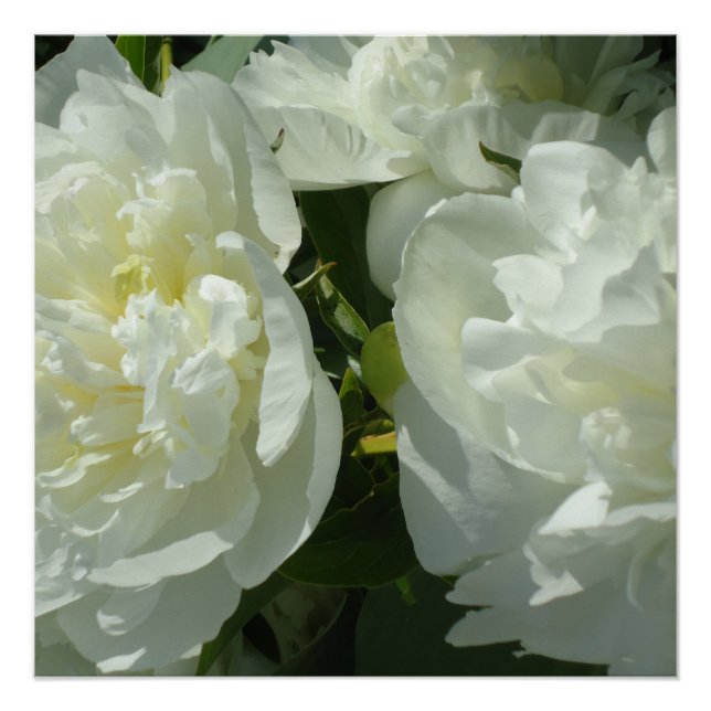 White Peonies, floral photo Poster (Front)