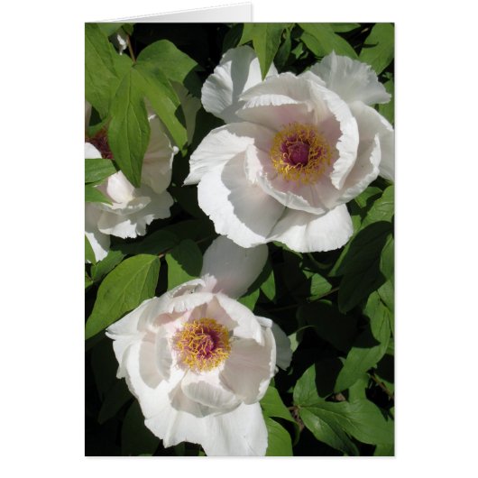 white peonies pair cards (Front)