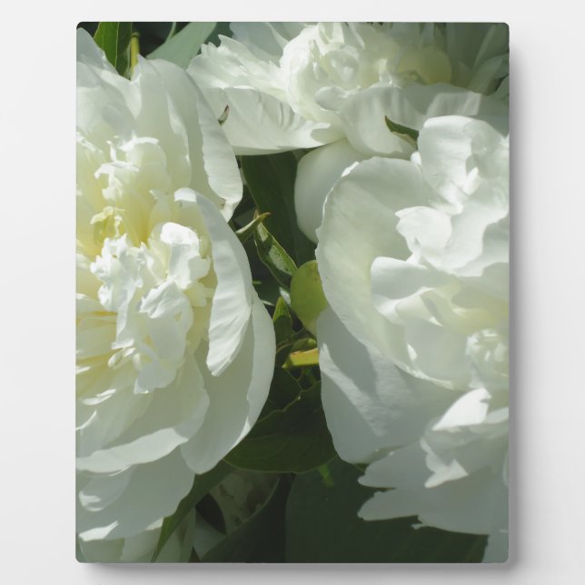 White Peonies Plaque (Front)