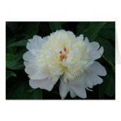 White Peony (Front Horizontal)
