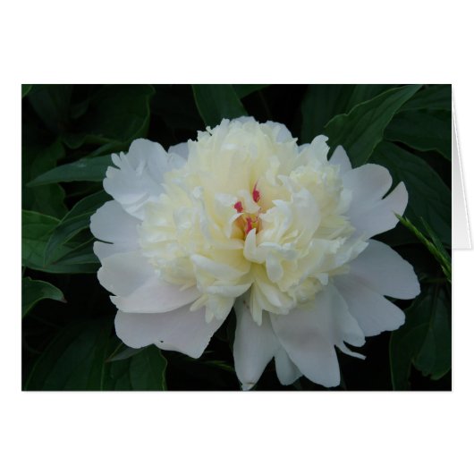 White Peony (Front Horizontal)