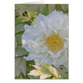 WHITE PEONY (Front)