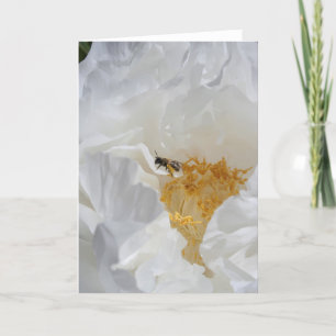 White Peony and Bee Floral Photography Card