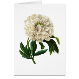White Peony by Pierre-Joseph Redoute Cards