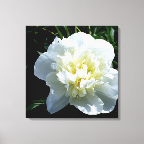 White Peony Canvas Print