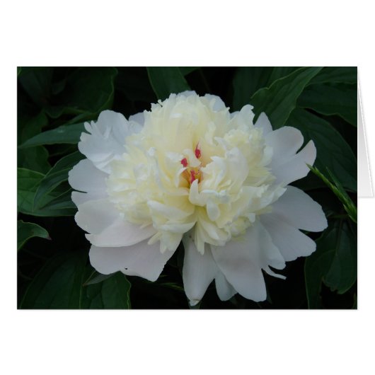 White Peony Cards (Front Horizontal)