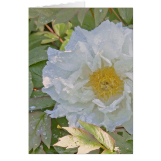 WHITE PEONY CARDS (Front)