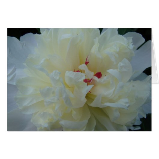 White Peony Cards (Front Horizontal)