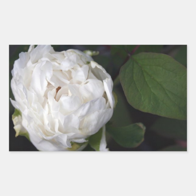 White Peony - Floral Photography - Rectangular Sticker (Front)