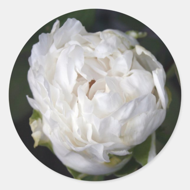 White Peony Floral Photography Round Sticker (Front)