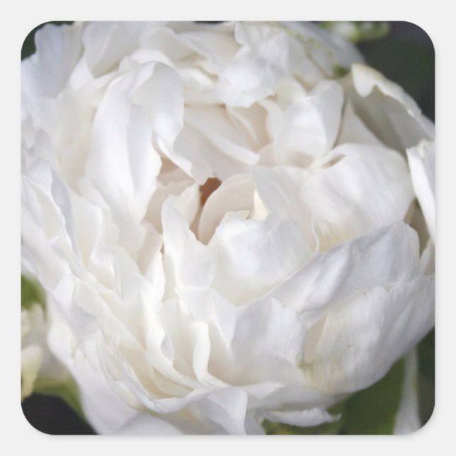 White Peony Floral Photography Square Sticker (Front)