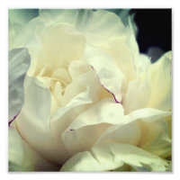 White Peony Flower In Bloom Close Up 8x8