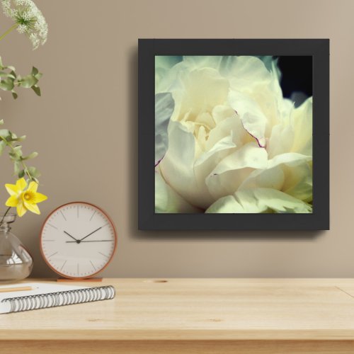 White Peony Flower In Bloom Close Up Framed Framed Art