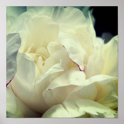White Peony Flower In Bloom Close Up Poster