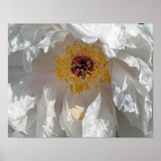 White Peony Flower Petals And Center Poster (Front)