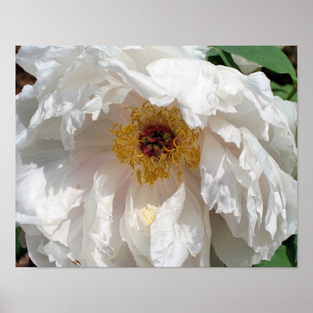 White Peony Flower Petals With Pollen  Poster (Front)