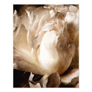 White Peony Flower Sepia Black Background Photo Print