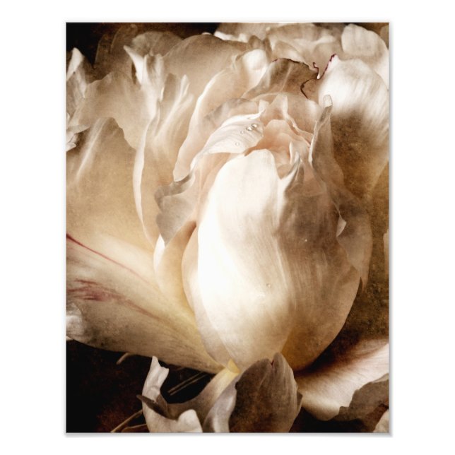 White Peony Flower Sepia Black Background Photo Print (Front)