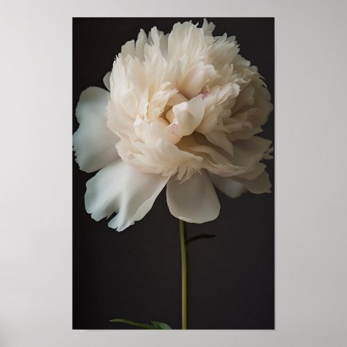White Peony Flower with Green Leaves on Dark Backg Poster