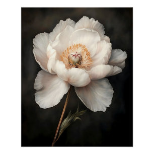 White Peony in Bloom Botanical Painting Poster
