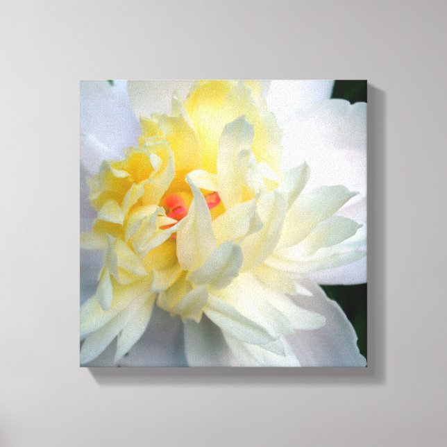 White Peony on Canvas Print (Front)