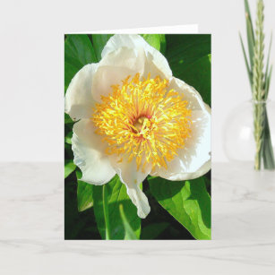 Flower With White Center Cards Zazzle