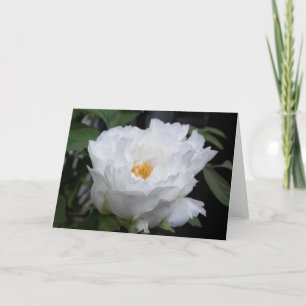 White Peony with Yellow in its heart Floral Photo Card