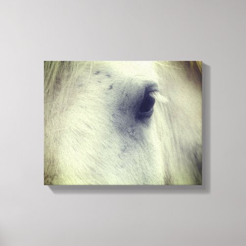 White Percheron Horse Eye Canvas Print
