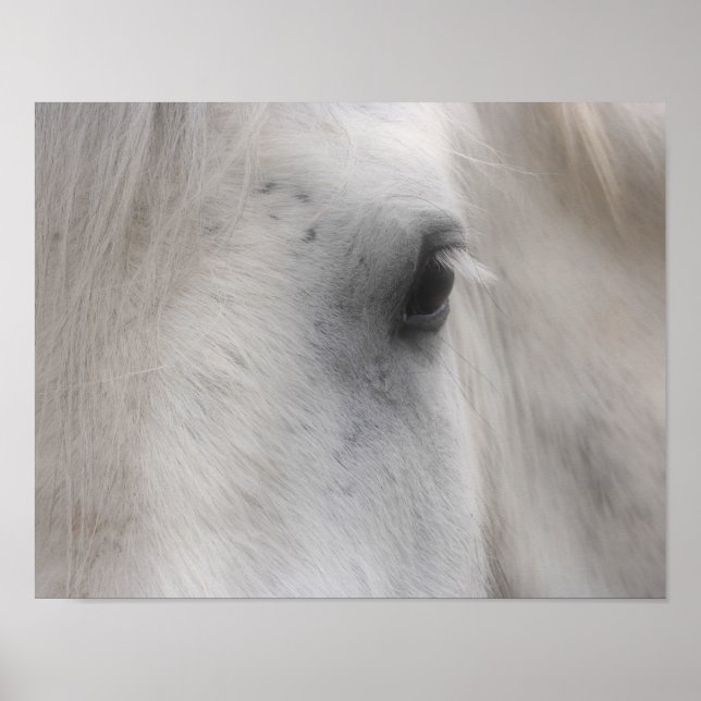 White Percheron Horse Eye Poster (Front)