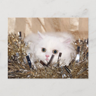 White Persian cat Christmas Holiday Postcard