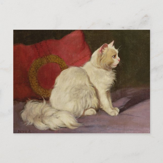 White Persian Cat Postcard (Front)