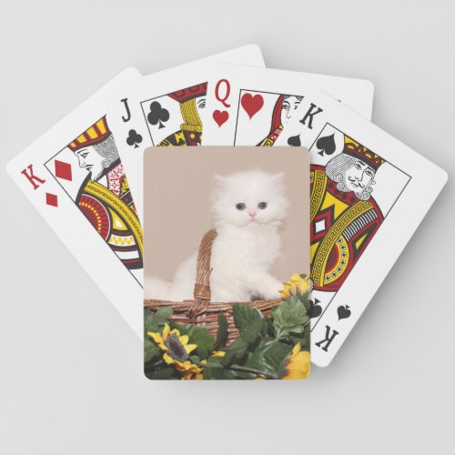 White persian kitten poker cards
